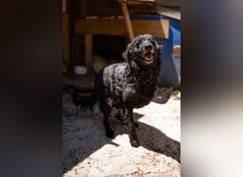 Nox ❤️ liebevoller Kämpfer auf 3-Beinen