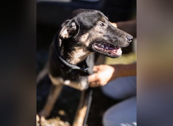 FRIDA❤️Terrier-Mix-Sonnenscheinchen sucht ihr Zuhause voller Liebe