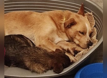 Kika & Max ❤️ gemeinsames Zuhause gesucht