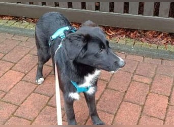 Sienna süße junge Schäfi-Mix-Schnute