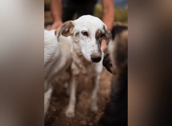 FLEKICA❤️sehr anschmiegsame Junghündin und am liebsten immer mittendrin