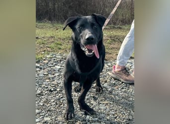 Blacky Aron ♥️ so verschmuster & verspielter Rüde