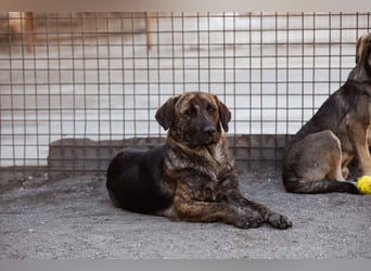 Ludwig ❤️ unser lieber, verschmuster Jungrüde!