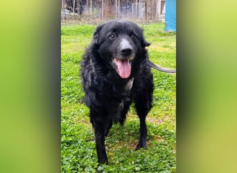 Nox ❤️ liebevoller Kämpfer auf 3-Beinen