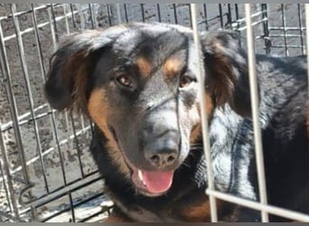 Kleine, schüchterne Vaiana = sucht Liebe und Treue