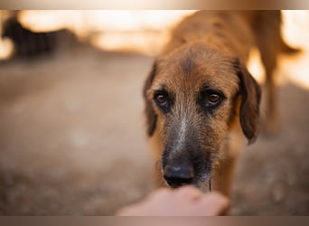 Sanfter ♥ Oscar ♥ wartet schon in 74749 Rosenberg