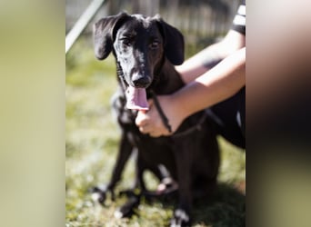 DIEGO❤️sozialer, menschenbezogener Jungspund mit fröhlichem Wesen