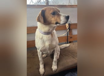 Sony ❤️ Familienhund mit großem Herzen