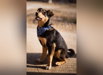 Norio ❤️ kuschliger, verspielter junger Hundebub