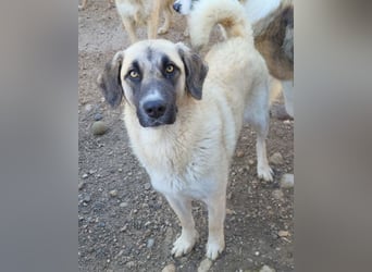 Sofia ♥️ liebe und aktive HSH-Mix-Junghündin