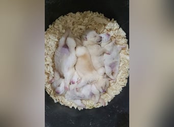 Klein ♥Luan♥ fröhlicher, neugieriger Welpenbub