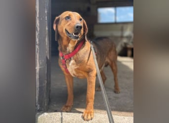 Reina in 01640 Coswig