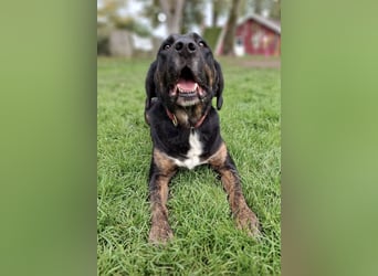 Leo ❤️ wartet in 84524 Neuötting auf dich