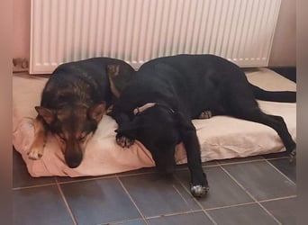 Fibi - eine sanfte Fellnase mit Charakter