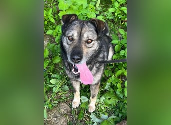 Medo ❤️ so gutmütig, liebevoll + sozial!