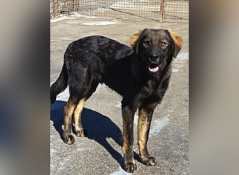 Bub ♥Bertie♥ lieber, fröhlicher Jungrüde