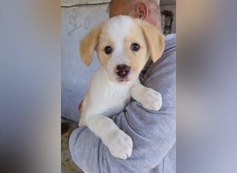 Engelchen ♥ Elfie ♥ zarte, lebensfrohe, neugierige Welpin