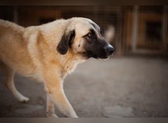 Sofia ♥️ liebe und aktive HSH-Mix-Junghündin