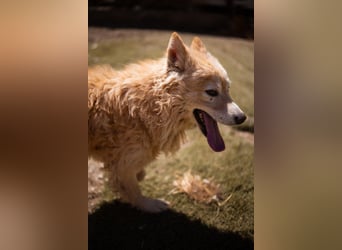 SKOČKO❤️ein Sonnenschein auf vier Pfoten sucht dich