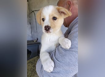 Engelchen ♥ Elfie ♥ zarte, lebensfrohe, neugierige Welpin