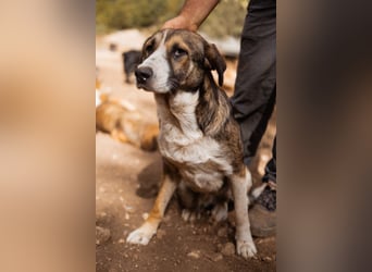 Prachtbursche Pero - ein toller Familienhund sozial, klug, lieb