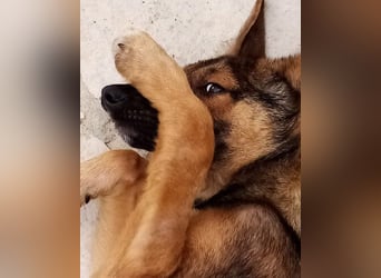 Liebevolles Fellnäschen Bebo -  liebt jeden, ob Mensch, Hund oder Katze