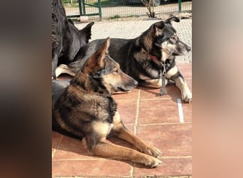 Fibi - eine sanfte Fellnase mit Charakter