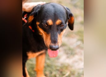 Lieber, aufgeschlossener Bliss ❤️ sucht sein neues Zuhause