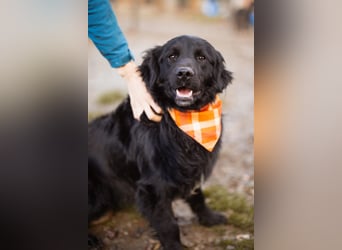 MIKE❤️Gute-Laune-Retriever-Mix sucht sein Glück