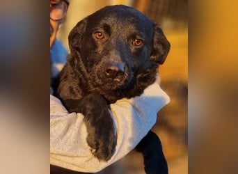 Bruce ❤️ Sanftmütig, loyal, verschmust!