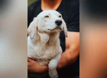 Schöner ♥ SONI ♥ möchte so sehr gerne seine Koffer hier packen
