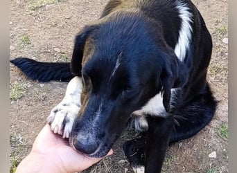 Liebster ♥ Yuri ♥ ein liebenswerter sozialer toller Rüde und Fellkumpel