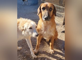 Sanfter ♥ Oscar ♥ wartet schon in 74749 Rosenberg