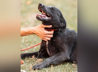 CHUNA❤️freundliche, neugierige & absolut liebenswerte Schmusepfote