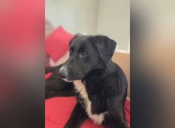 Sienna süße junge Schäfi-Mix-Schnute wartet bereits in 45711 Datteln