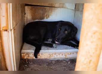 GARA❤️ruhige, sanfte und menschenbezogene Kuschelperle