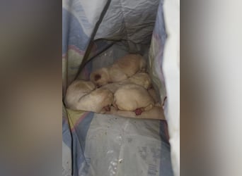 Klein ♥Luan♥ fröhlicher, neugieriger Welpenbub