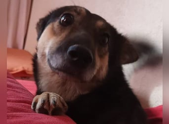 Fibi - eine sanfte Fellnase mit Charakter