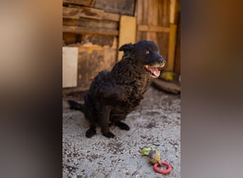 Nox ❤️ liebevoller Kämpfer auf 3-Beinen