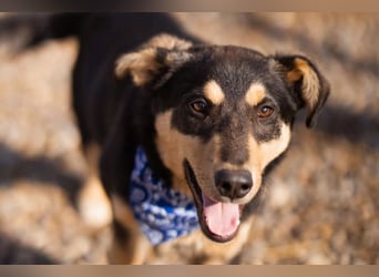 Norio ❤️ kuschliger, verspielter junger Hundebub