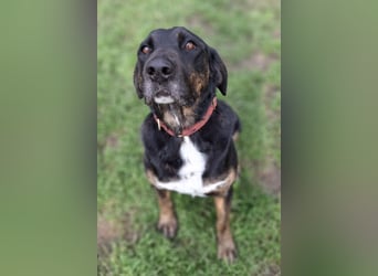 Leo ❤️ wartet in 84524 Neuötting auf dich