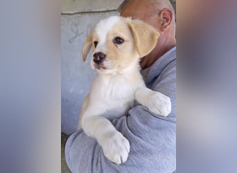 Engelchen ♥ Elfie ♥ zarte, lebensfrohe, neugierige Welpin