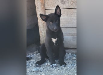 Zuckerschnute YVETTE❤️fröhliches, verkuscheltes Welpenmädchen sucht ihr Für-Immer-Körbchen