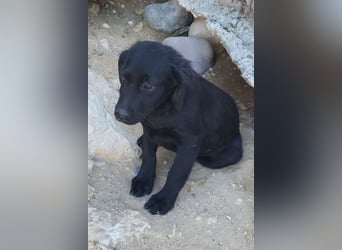Knutschkugel GRACIE❤️zauberhaftes Fellschnute sucht ihr Zuhause fürs Leben