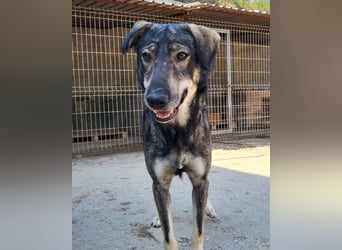 Mili-HSH-Rüde: braucht Liebe & Vertrauen