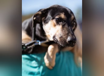 Terrier-Mix LISA❤️sanft, freundlich, lieb und sehr menschenbezogen