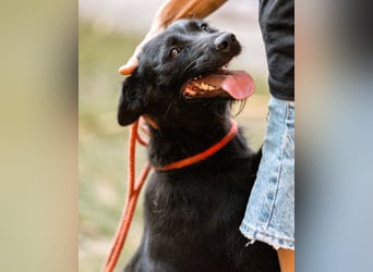 Traumhündin Ebony ❤️ verträglich, lieb, offen!
