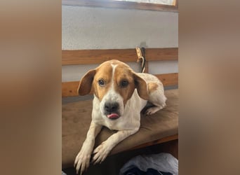 Sony ❤️ Familienhund mit großem Herzen