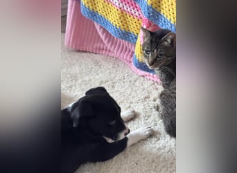 Welpe LENNI❤️kleiner Entdecker sucht sein großes Glück!