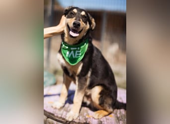 Norio ❤️ kuschliger, verspielter junger Hundebub